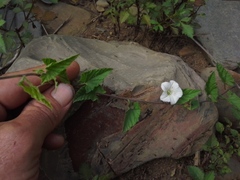 Convolvulus sagittatus