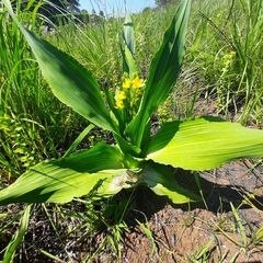 Hypoxis colchicifolia