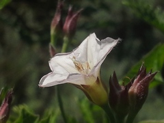 Convolvulus sagittatus