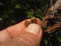 Convolvulus sagittatus