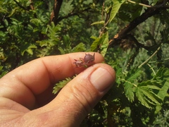 Convolvulus sagittatus