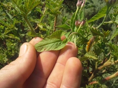 Convolvulus sagittatus