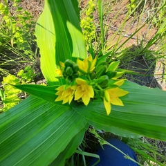 Hypoxis colchicifolia