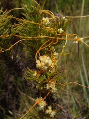 Cuscuta reflexa