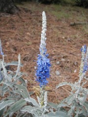 Veronica ornata