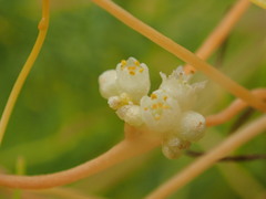 Cuscuta reflexa