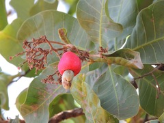 Anacardium