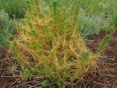 Cuscuta reflexa
