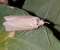 Aphomia sabella