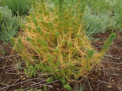 Cuscuta reflexa