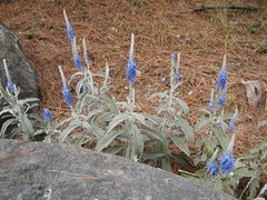 Veronica ornata