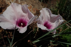 Ipomoea bathycolpos