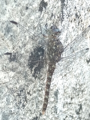 Bradinopyga strachani