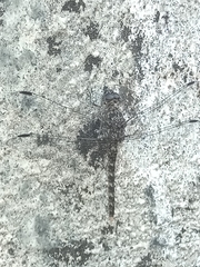 Bradinopyga strachani