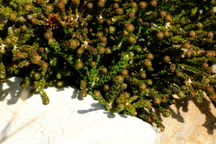 Agathosma alticola