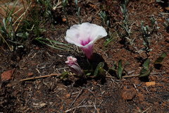 Ipomoea bathycolpos