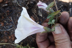 Ipomoea bathycolpos