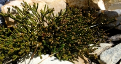 Agathosma alticola