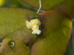 Dendrobium aloifolium