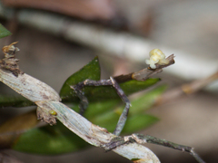 Dendrobium aloifolium
