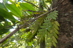 Dendrobium aloifolium