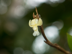 Dendrobium aloifolium