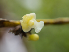Dendrobium aloifolium