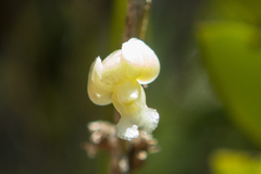 Dendrobium aloifolium