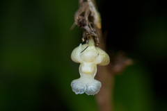 Dendrobium aloifolium