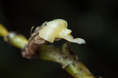 Dendrobium aloifolium