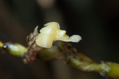 Dendrobium aloifolium