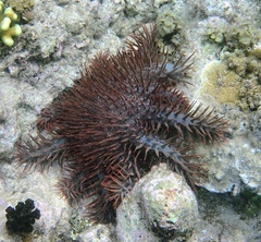 Acanthasteridae