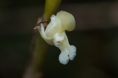 Dendrobium aloifolium