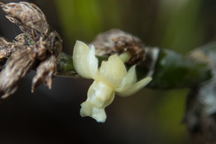 Dendrobium aloifolium