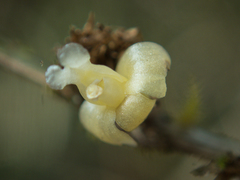 Dendrobium aloifolium