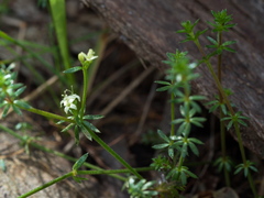 Asperula scoparia