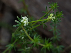 Asperula scoparia