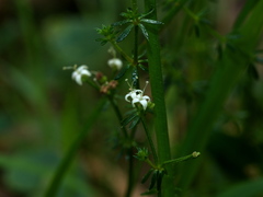 Asperula scoparia