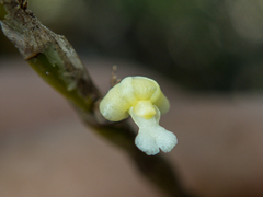 Dendrobium aloifolium