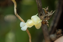 Dendrobium aloifolium