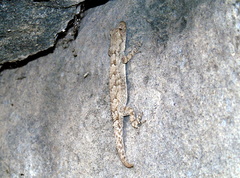 Mediodactylus