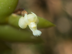 Dendrobium aloifolium