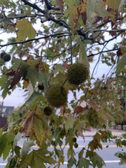 Platanus occidentalis