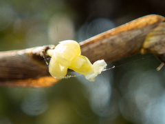 Dendrobium aloifolium