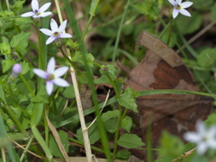 Lobelia pedunculata