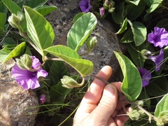 Ipomoea oblongata