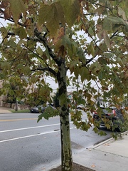 Platanus occidentalis