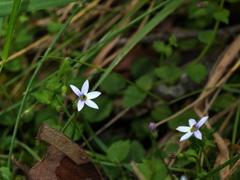 Lobelia pedunculata
