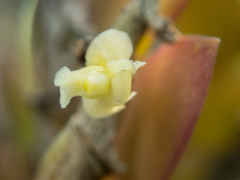 Dendrobium aloifolium