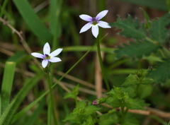Lobelia pedunculata